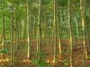 Ein deutscher Bambuswald
