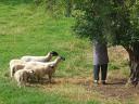 Guckende Schafe