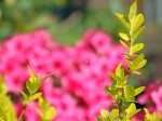 spinne-vor-rhododendron