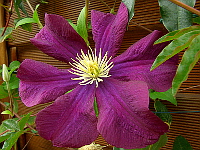 Violette Clematis